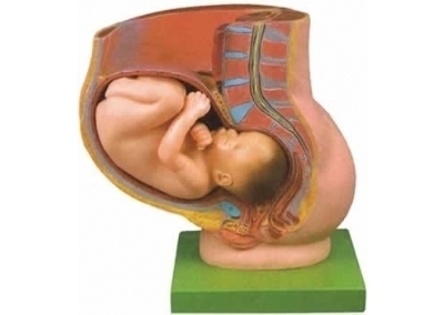 SYL/21017骨盆含妊娠九个月胎儿模型