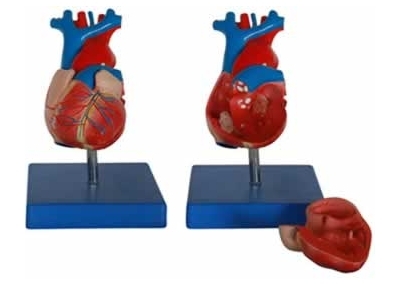 SYL/A307A自然大心脏解剖模型