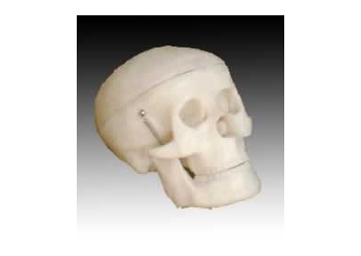 SYL/A106小型头骨模型