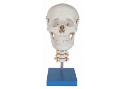 SYL/A135头骨带颈椎模型