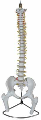 脊柱带骨盆附半腿骨模型