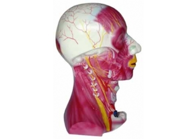 SYL/2153颈部深层肌肉血管神经模型