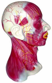 颈部浅层肌肉血管神经模型
