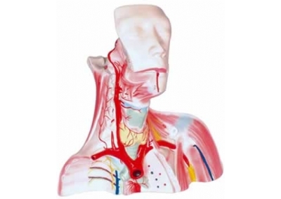 SYL/2134颅腔及头颈胸局部解剖