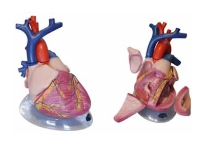SYL/2080心脏解剖模型