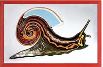 蜗牛解剖浮雕模型