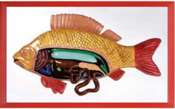 鱼解剖浮雕模型