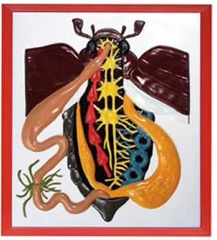 甲壳虫解剖浮雕模型
