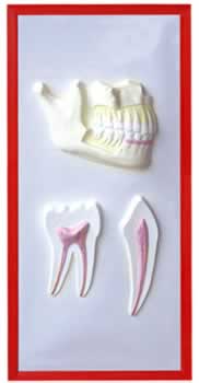 牙列与牙解剖浮雕模型