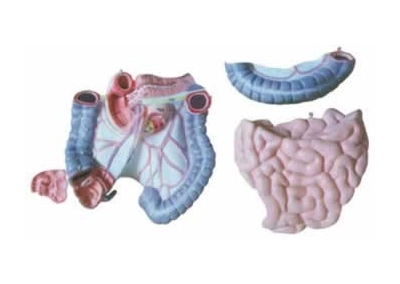 SYL/2050-1结肠空回肠解剖模型