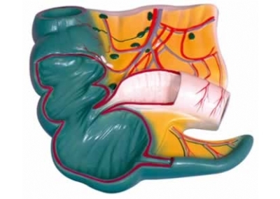 SYL/2050阑尾和盲肠解剖模型