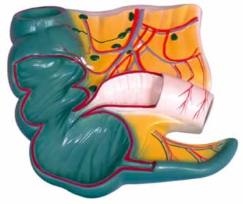 阑尾和盲肠解剖模型