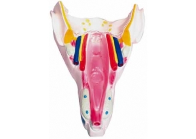 SYL/2038咽喉壁肌模型