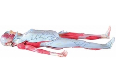 SYL/2032姜式人体层次解剖模型
