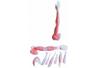 SYL/2031-2上肢肌肉解剖