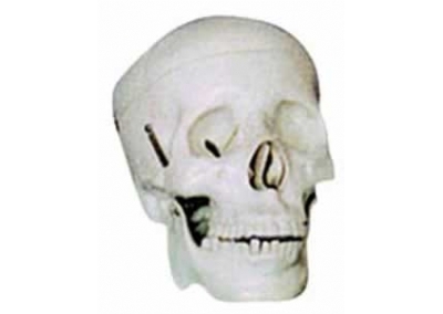SYL/2006-1学生用头颅骨模型（二部分）