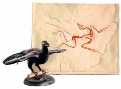 始祖鸟化石及复原模型
