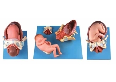 SYL/42007 足月胎儿分娩过程模型