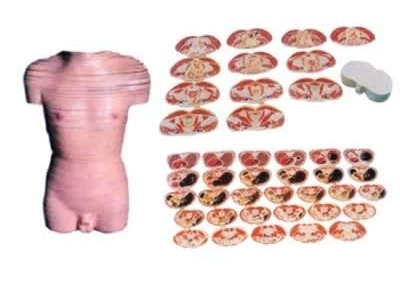 SYL/30002 男性躯干断层解剖横切面模型