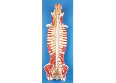 SYL/18102 椎管内部脊髓神经模型