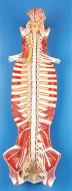 椎管内部脊髓神经模型