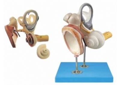 SYL/17204 内耳、听小骨及鼓膜放大模型