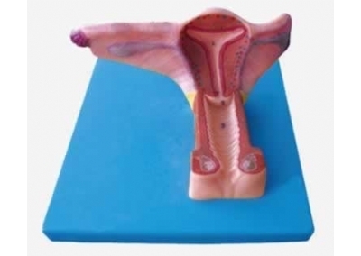 SYL/15108 女性内生殖器官模型