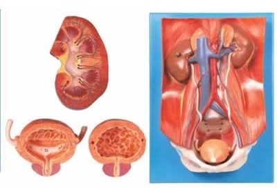 SYL/14004 泌尿系统附腹后壁模型