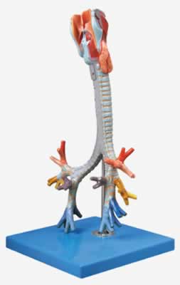 喉与气管、支气管树模型