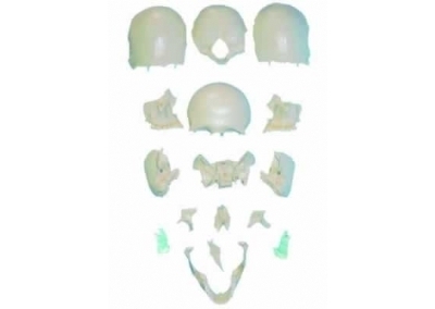SYL/11117/2 部分颅骨散骨模型