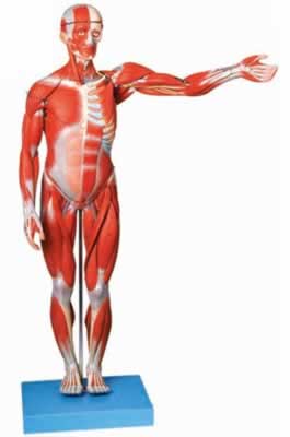 人体全身肌肉解剖模型
