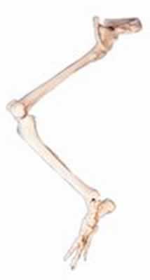 下肢骨连髋骨模型