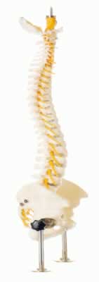 脊柱与骨盆模型