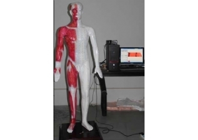 SHYL-600B 光电感应多媒体人体针灸穴位发光模型