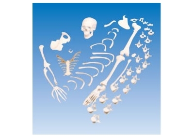 SYL/2020人体骨骼散骨模型