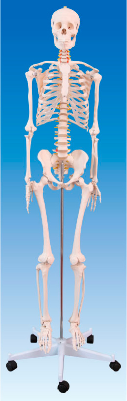 人体骨骼模型170cm