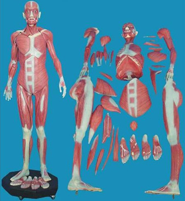 人体全身肌肉解剖模型(自然大)