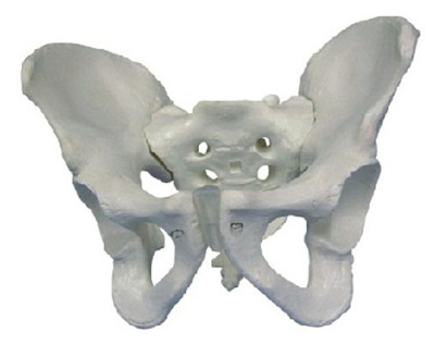 男性骨盆模型