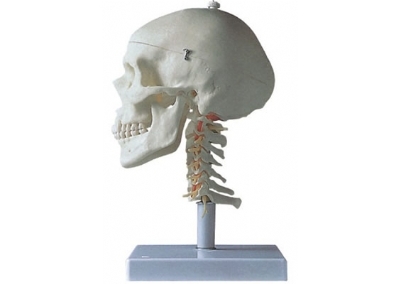 SYL/11111-5 成人头颅骨带颈椎模型