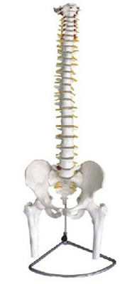 脊椎带骨盆附半腿骨模型（可弯曲）