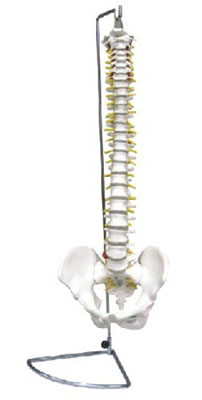 脊椎带骨盆模型（可弯曲）