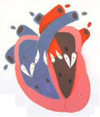 心脏收缩、舒张与瓣膜开闭演示模型