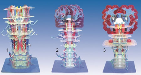 透明脑干内部结构及传导模型