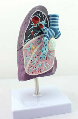肺病理解剖模型