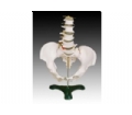 SYL/A115 自然大骨盆带五节腰椎模型