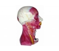 SYL/2153颈部深层肌肉血管神经模型