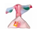 SYL/2066女性内外生殖器解剖模型