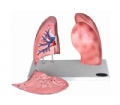 SYL/2059肺解剖模型