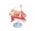 SYL/2048鼻腔解剖模型