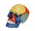 SYL/2007颅骨着色分离模型（三部件）
